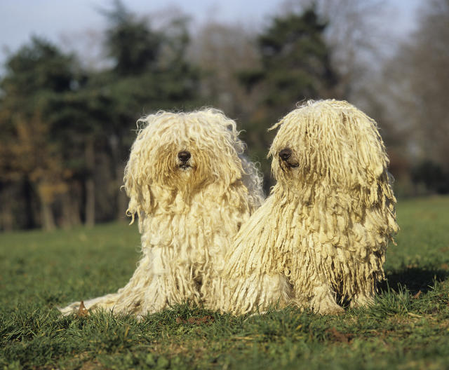 where did the hungarian puli originate