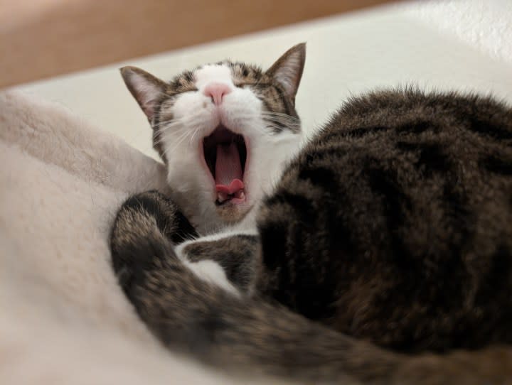 A photo of a yawning cat, taken with the Google Pixel 8.