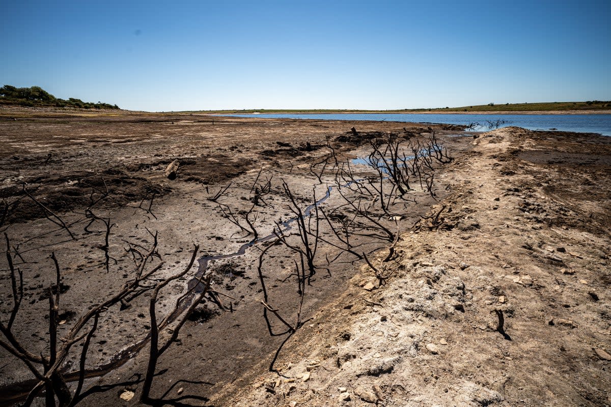 Dried mud and old trees at Colliford Lake, where water levels have severely dropped, exposing the unseen trees and rocks at Cornwall’s largest lake and reservoir, covering more than 900 acres of Bodmin Moor (Ben Birchall/PA) (PA Wire)