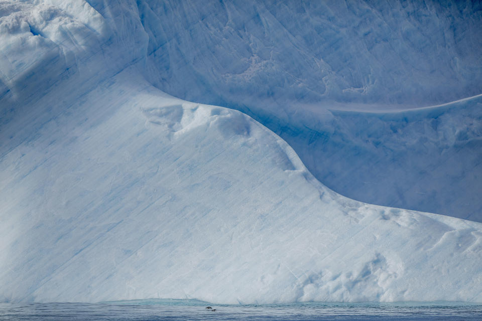 Una fotografía proporcionada por Tomas Munita muestra a pingüinos nadando cerca de la isla D'Urville, la más septentrional del grupo de islas Joinville en la Antártida, el 16 de enero de 2022. (Tomas Munita vía The New York Times)