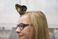 <p>Bei einer Tiermesse im polnischen Krakau kommt eine junge Besucherin einem Morphofalter ganz nahe. (Bild: Beata Zawrzel/NurPhoto via Getty Images) </p>