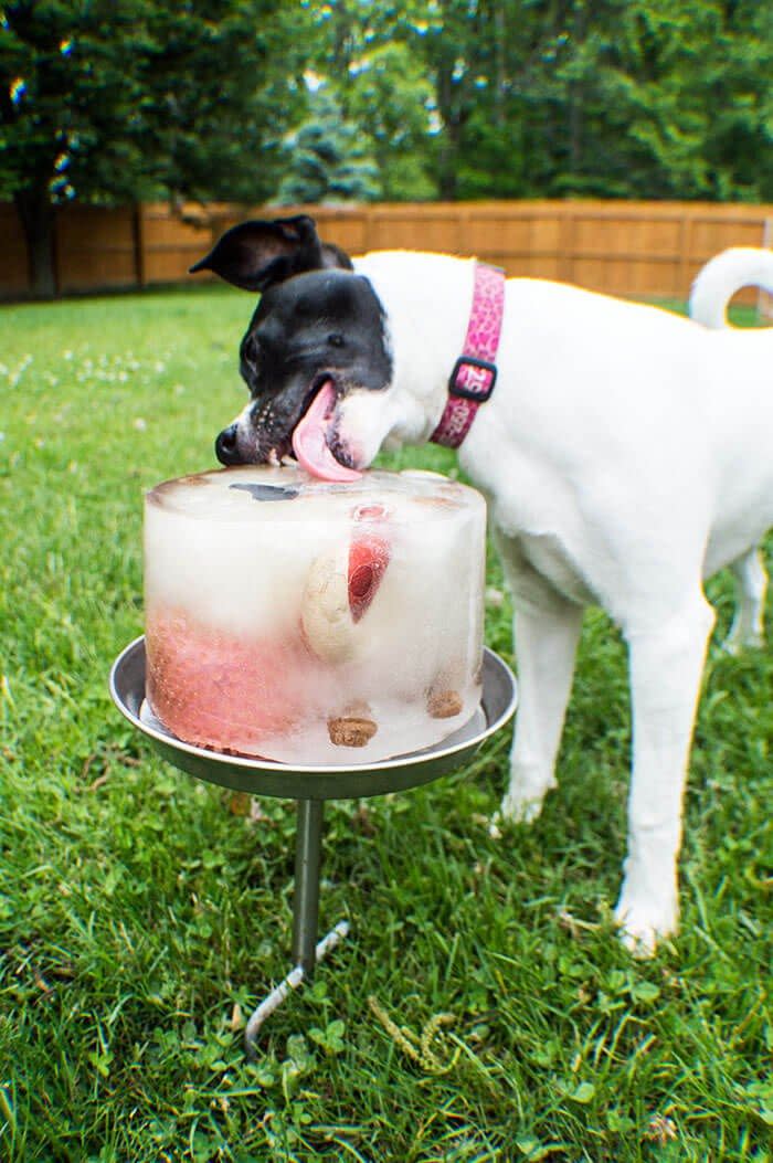 best homemade dog treats the starving chef ice cube cake