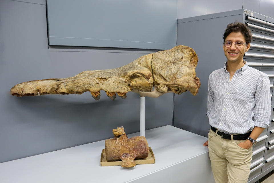 Der Paläontologe Dr. Eli Amson in der Sammlung des Naturkundemuseums Stuttgart mit Fossilien eines kleineren Verwandten des Urwals Perucetus colossus. Foto: SMNS / Liliana Reinöhl