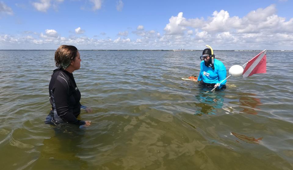 Environmental scientists Lauren Hall and Lori Morris with the St. Johns Water Management District went out in the Indian River Lagoon near Pine Island on Merritt Island looking for seagrass in a marked area that they have been monitoring for years. 