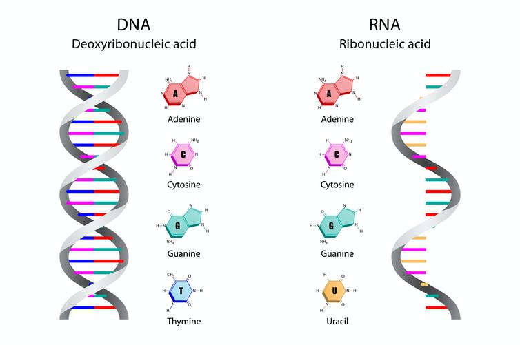 DNA and RNA shown next to each other.
