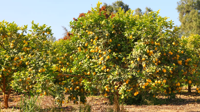 lemon tree