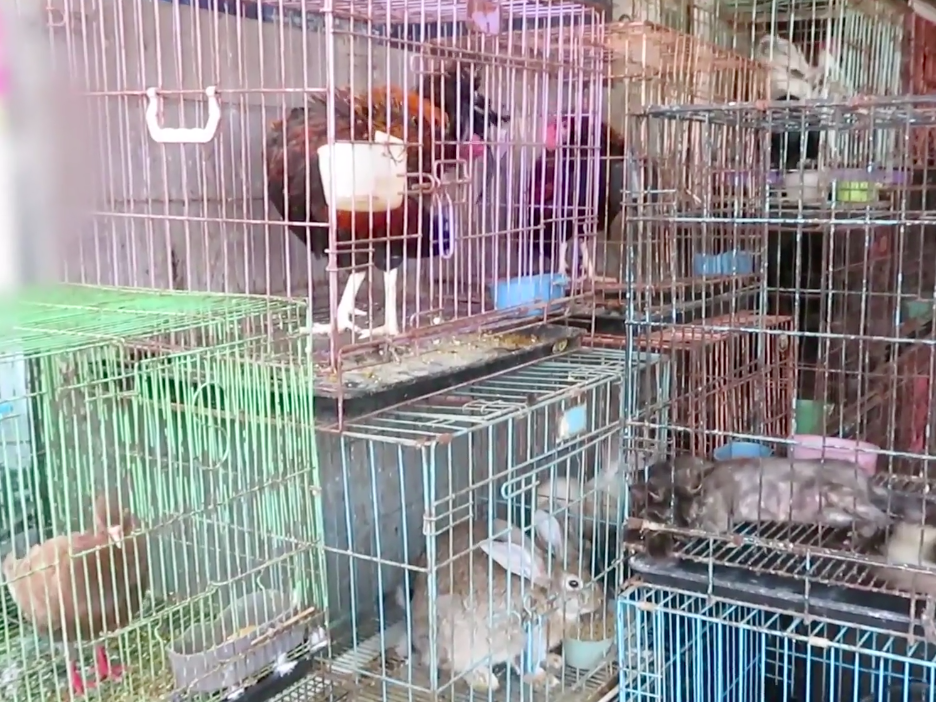 Animals from different species - birds, rabbits, cats and reptiles - are crammed in small cages in close proximity to be sold for either consumption or collection in Bali's Satria Market: PETA Asia