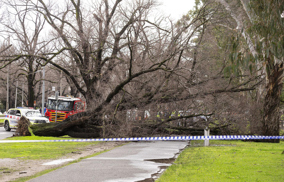 A fallen tree is seen in Parkville, Melbourne,  on Monday after falling on Allison Milner and killing her. 