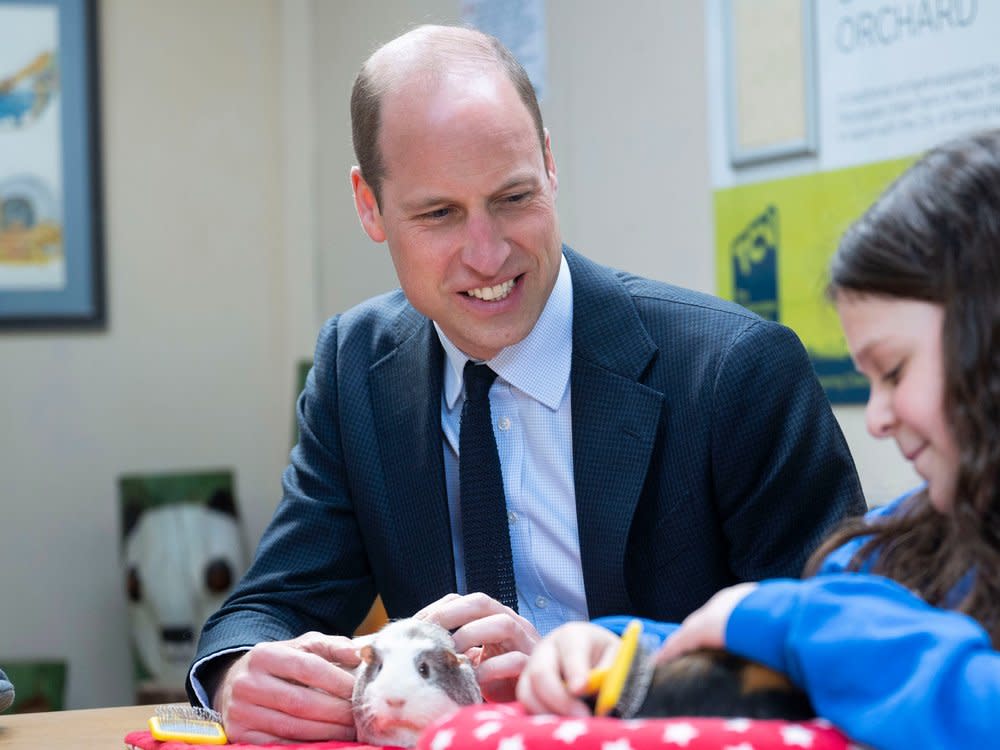 Prinz William hat am Donnerstag ein Meerschweinchen getroffen. (Bild: ddp)