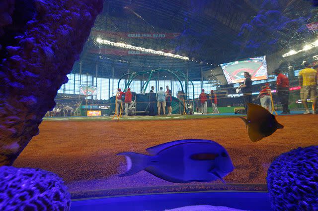 <p> Mike Ehrmann/Getty</p> A general view of Marlin's Park through the fishtank behind home plate