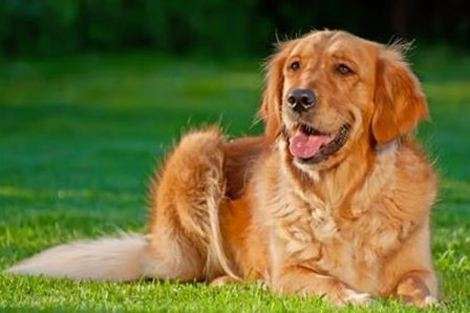 Golden Retriever via Shutterstock