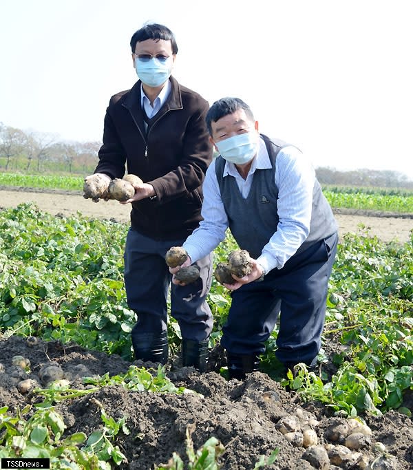 林所長(左)介紹台農4號馬鈴薯具加工及鮮食市場需求之特點，且有較佳的晚疫病耐病性，及淹水逆境的耐受性。(記者蘇旭羚攝)