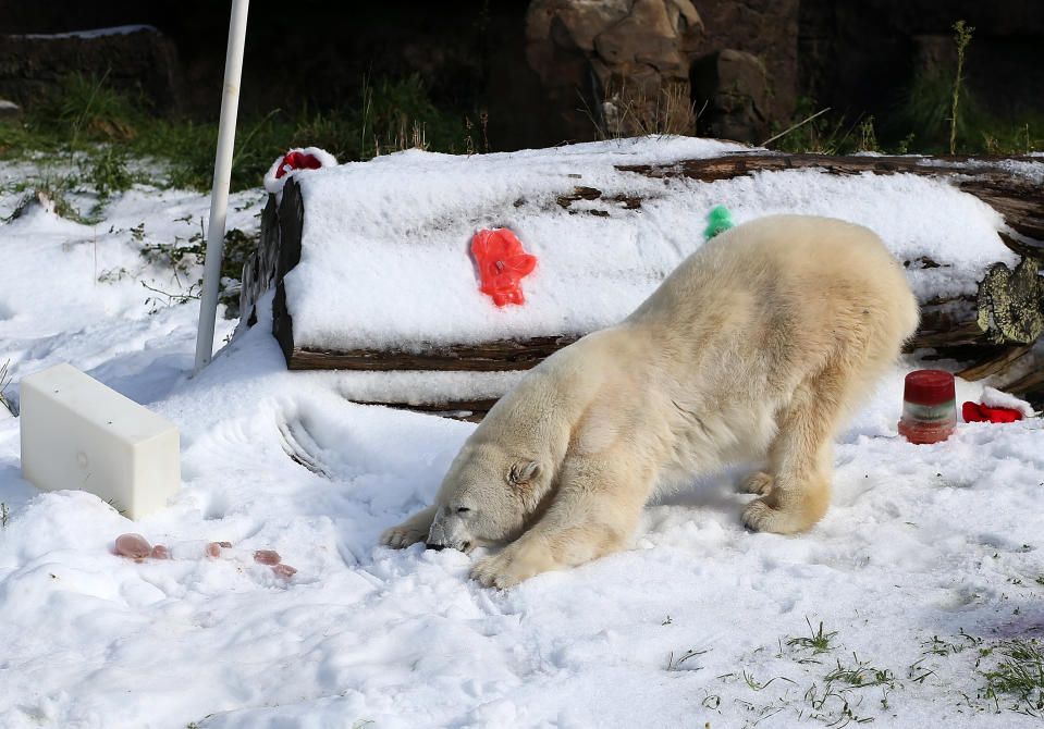 Polar Bears At San Francisco Zoo Get 10 Tons Of Fresh Snow