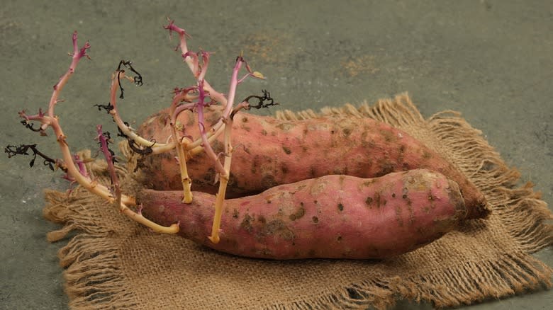 two sprouted sweet potatoes