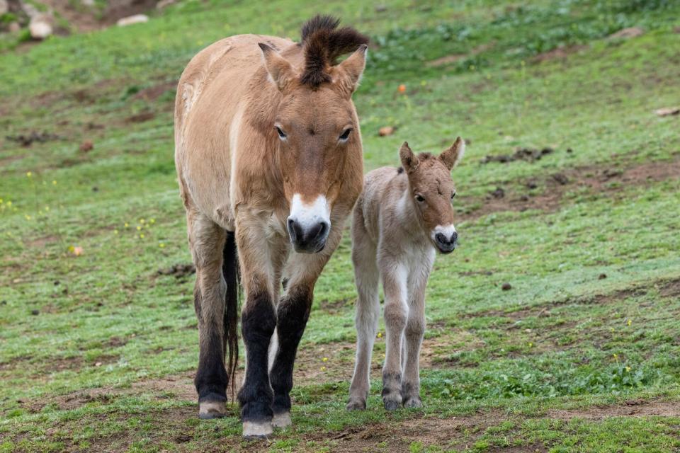 SAN DIEGO (Jan. 27, 2023) – Conservationists at the nonprofit San Diego Zoo Wildlife Alliance have announced the birth of a Przewalski’s horse —a critically endangered species of wild horse that was categorized as Extinct in the Wild until 1996. The foal is the first Przewalski’s horse born at the San Diego Zoo Safari Park since 2014, and is one of only four individuals born in North America over the past year “Every birth is a tremendous moment, so we are elated by this new foal,” said Kristi Burtis, wildlife care director at the San Diego Zoo Safari Park. “We’ve had more than 157 Przewalski’s horses born at the Zoo and the Safari Park. They are an important wild horse species, and this new foal, along with each individual that was born at our parks, bolsters their fragile population—and represents our deep commitment to conserving them for future generations.” The youngster was born as part of a breeding recommendation through AZA’s Przewalski’s horse Species Survival Plan®—a program that ensures genetic diversity is represented among Przewalski’s horse populations, overseen by conservationists nationwide. Formerly extinct in the wild, the Przewalski’s horse has survived for the past 40 years almost entirely in zoos around the world, and nearly all of the surviving horses are related to 12 Przewalski’s horses born in native habitats. Ongoing reintroductions of Przewalski’s horses into their native habitats have established several herds in grasslands in China and Mongolia to maintain genetic variation, however scientists believe more work needs to be done to ensure the species’ future survival. In the past few years, scientists have started using new tools, such as San Diego Zoo Wildlife Alliance’s Biodiversity Bank, to expand the strength of the species’ population. Through a collaborative effort, science teams from the nonprofit Revive & Restore, the animal cloning company ViaGen Pets & Equine, and San Diego Zoo