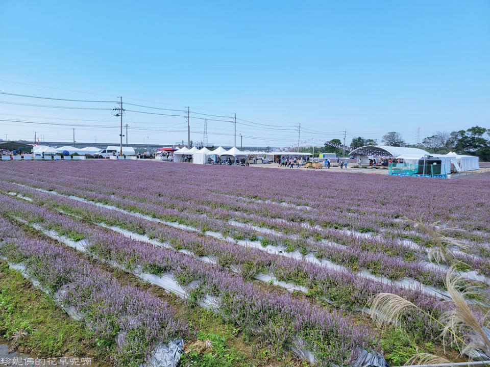 2022桃園仙草花節～仙茶之舞