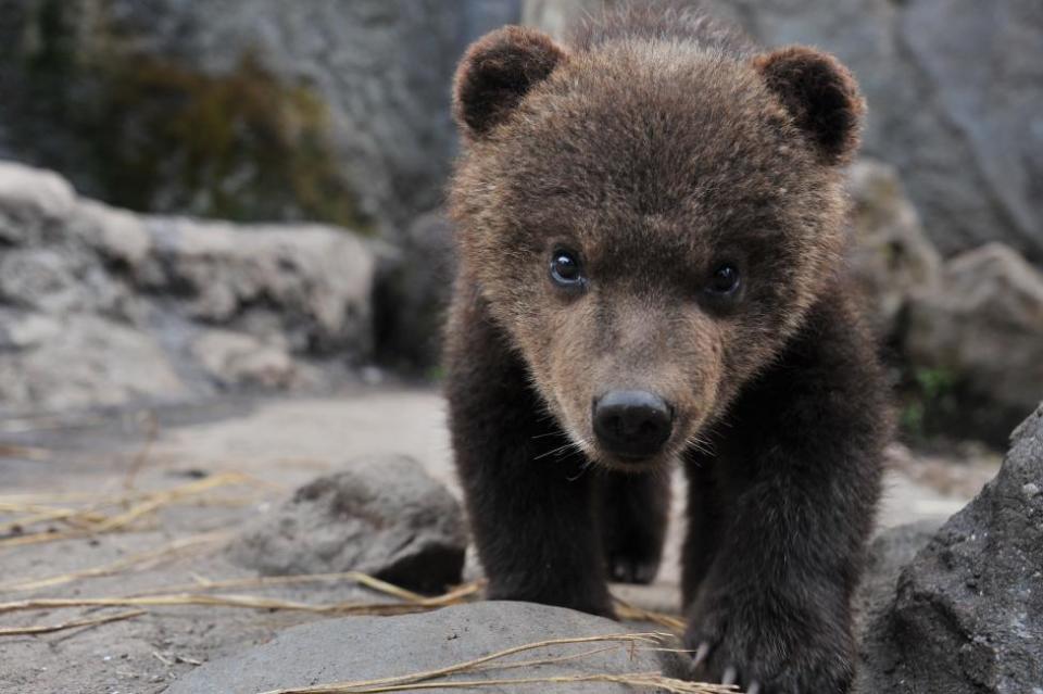 Noboribetsu Bear Park Admission Ticket | Hokkaido. (Photo: KKday SG)