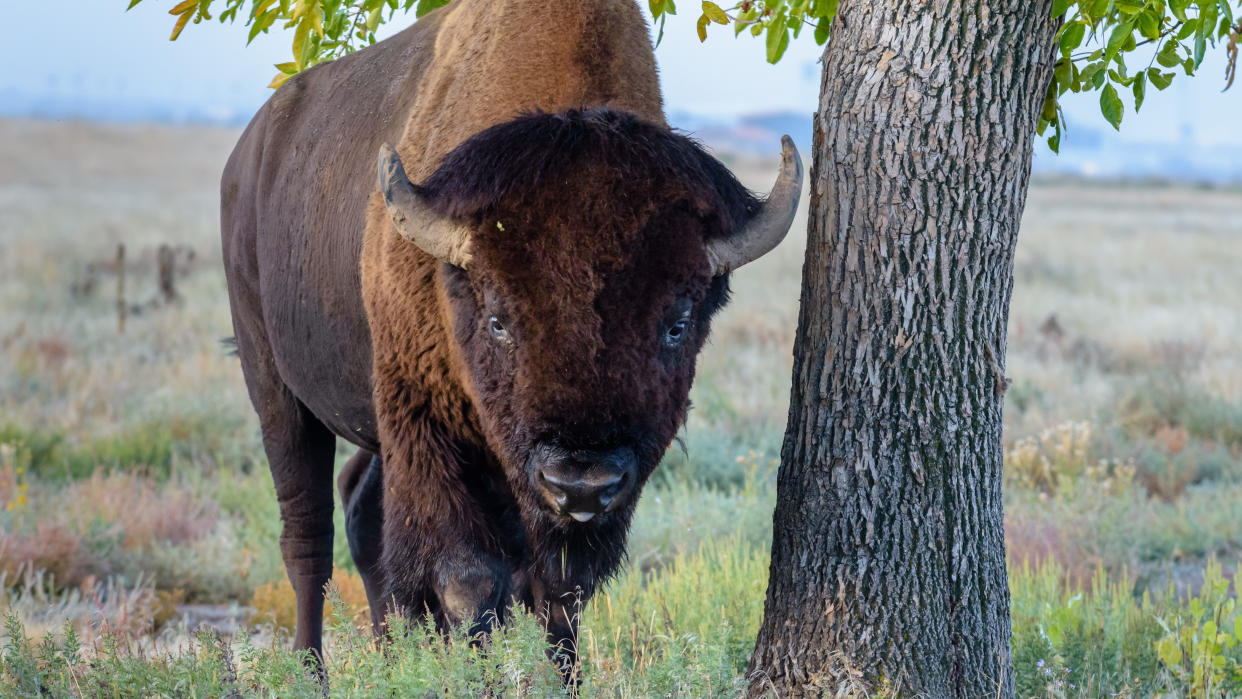  Low-angle view of American bison facing camera. 