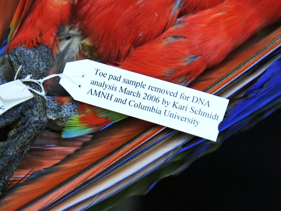 Close up of a tag describing what work has been done to the scarlet macaw specimen.