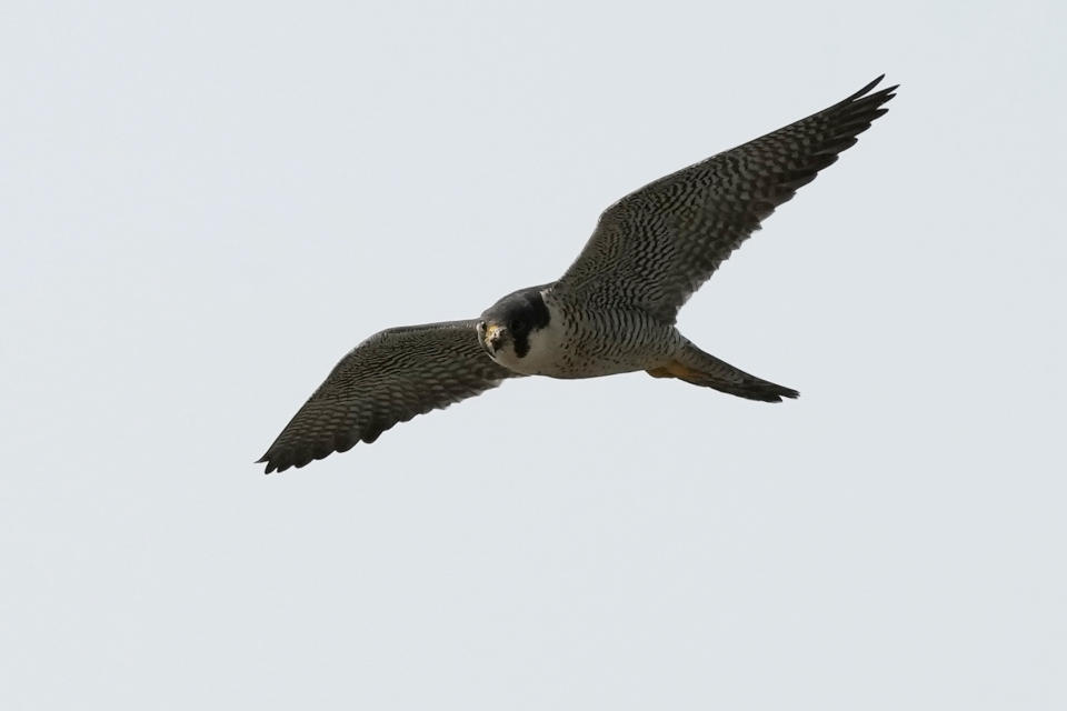 A peregrine falcon flies above Spartan Stadium, Wednesday, May 24, 2023, in East Lansing, Mich. A state wildlife biologist banded four peregrine falcon chicks that live in a nest situated on the top of Spartan Stadium, home of Michigan State University's football team. (AP Photo/Carlos Osorio)