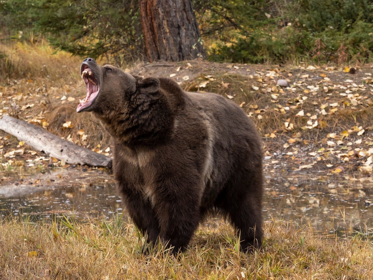 Research tells us that there are just 40 bear attacks on humans worldwide every year, and one fatal black bear attack per year in the US. Yet every year more than 100 women are killed by men in the UK alone  (Getty)