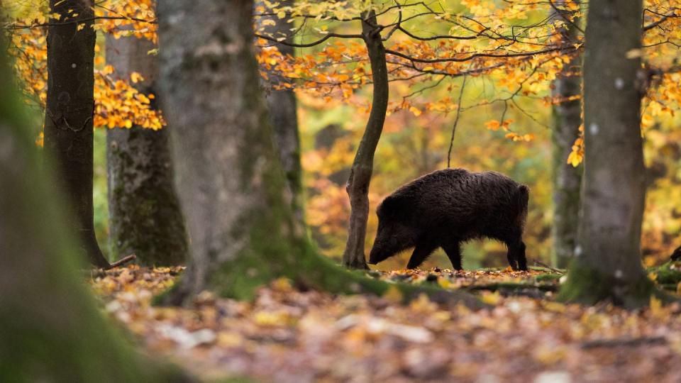 Ein Wildschwein läuft in einem Gehege durch den Wald. Foto: Lino Mirgeler/Illustration