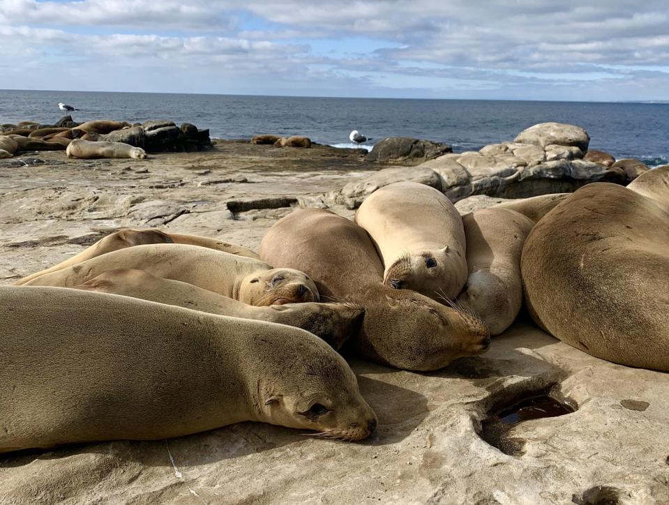 Sea lions bask in the sun on the cliffs at La Jolla Cove, San Diego.