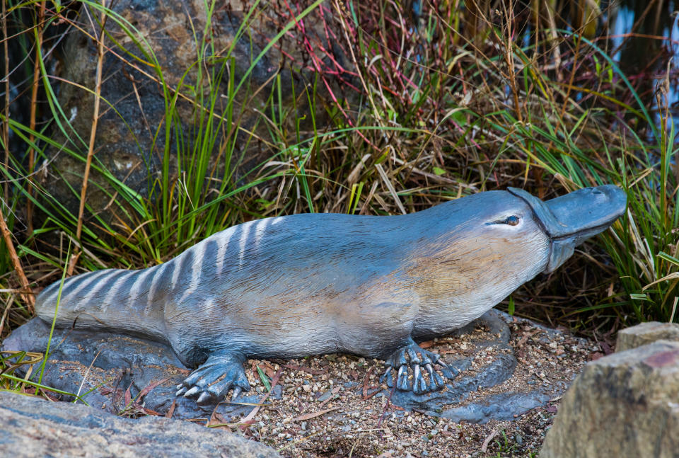 —u/SoldMySoulForHairDyeIt's true! In 1799, zoologist George Shaw — the first to publish a description of a platypus — said of the animal, 