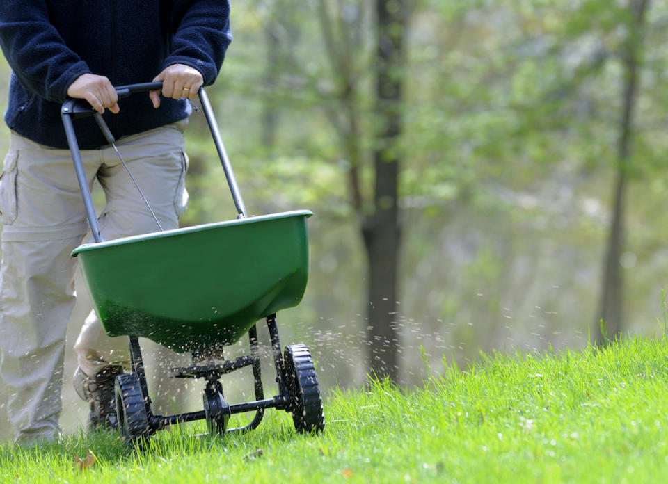 <body> <p>You really can have too much of a good thing. Take fertilizer, for instance. Apply <a rel="nofollow noopener" href=" http://www.bobvila.com/articles/when-to-fertilize-lawn/?bv=yahoo" target="_blank" data-ylk="slk:too much;elm:context_link;itc:0;sec:content-canvas" class="link ">too much</a> to your lawn, or apply it unevenly, and it can result in fertilizer burn. When that happens, the grass will turn yellow—or if it's particularly severe—crispy brown. The good news is that a lawn that's been mildly burned with chemical fertilizer can recover. If you suspect that your lawn has been damaged, flush the mineral salts out of the grass with water. Run the sprinklers until water saturates the yard, then continue to water for the next several days to dilute the fertilizer.</p> <p><strong>Related: <a rel="nofollow noopener" href=" http://www.bobvila.com/slideshow/7-real-reasons-to-consider-fake-grass-48963/?bv=yahoo" target="_blank" data-ylk="slk:7 Real Reasons to Consider Fake Grass;elm:context_link;itc:0;sec:content-canvas" class="link ">7 Real Reasons to Consider Fake Grass</a> </strong> </p> </body>