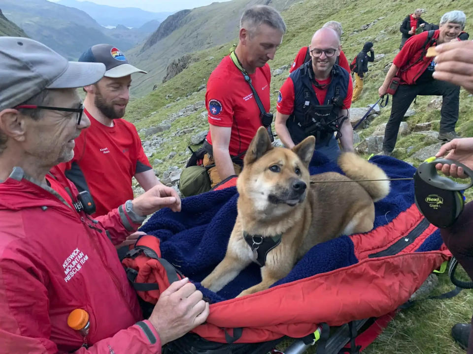 救援隊登上英格蘭最高峰解救受困的秋田犬Rocky。（翻攝自Keswick Mountain Rescue team）