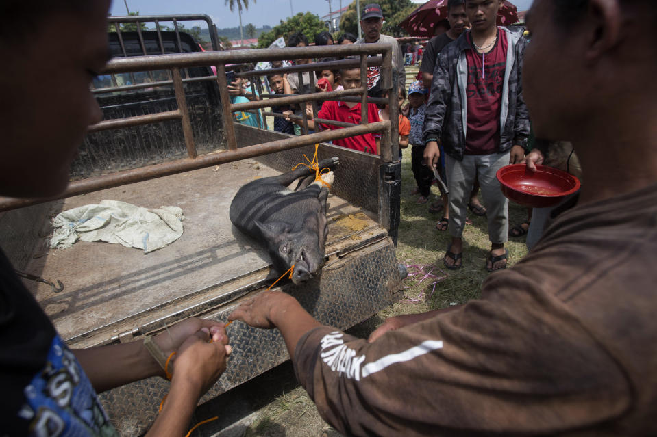In this Friday, Oct. 25, 2019 photo, organizers prepare to slaughter a pig during Toba Pig and Pork Festival, in Muara, North Sumatra, Indonesia. Christian residents in Muslim-majority Indonesia's remote Lake Toba region have launched a new festival celebrating pigs that they say is a response to efforts to promote halal tourism in the area. The festival features competitions in barbecuing, pig calling and pig catching as well as live music and other entertainment that organizers say are parts of the culture of the community that lives in the area. (AP Photo/Binsar Bakkara)