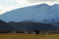 A horse on a property next to Lake Wanaka, New Zealand.