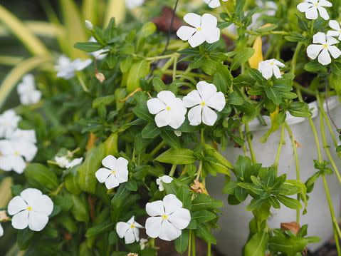 white flowers white flower names