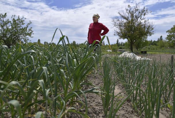 PHOTO: In this May 25, 2022, file photo, a woman stands in a field while conducting farming chores in Malyn, Ukraine. (Kyodo News via ZUMA Press via Newscom, FILE)