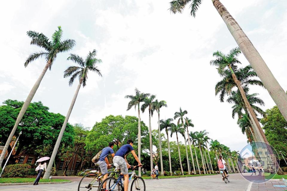 「基泰台大」高樓層可將台大椰林大道（圖）盡收眼底，成為賣房一大吸睛亮點。