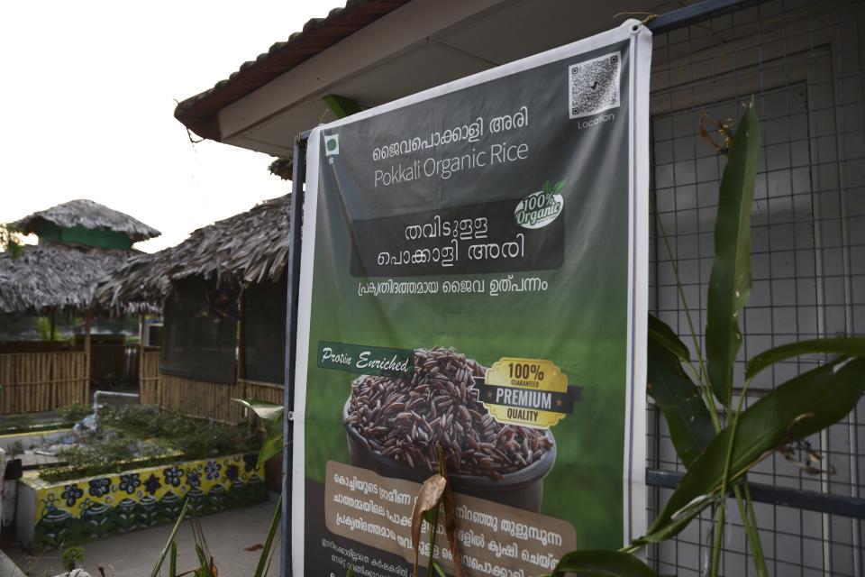 A roadside poster put up by Joseph PV and his son Tom promote the sale of their Pokkali rice crop in Chathamma, Kochi, Kerala state, India, April 22, 2023. When Tom could not convince his father to get into year-round prawn cultivation, Tom reached a deal with him: "Grow pokkali, but leave marketing to me". (AP Photo/R S Iyer)