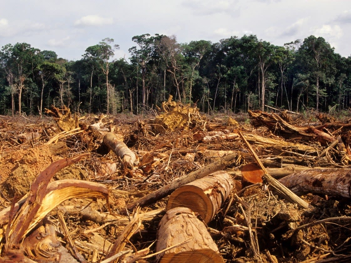 Deforestation in the Amazon has prompted increasingly violent clashes between loggers and indigenous people: iStock