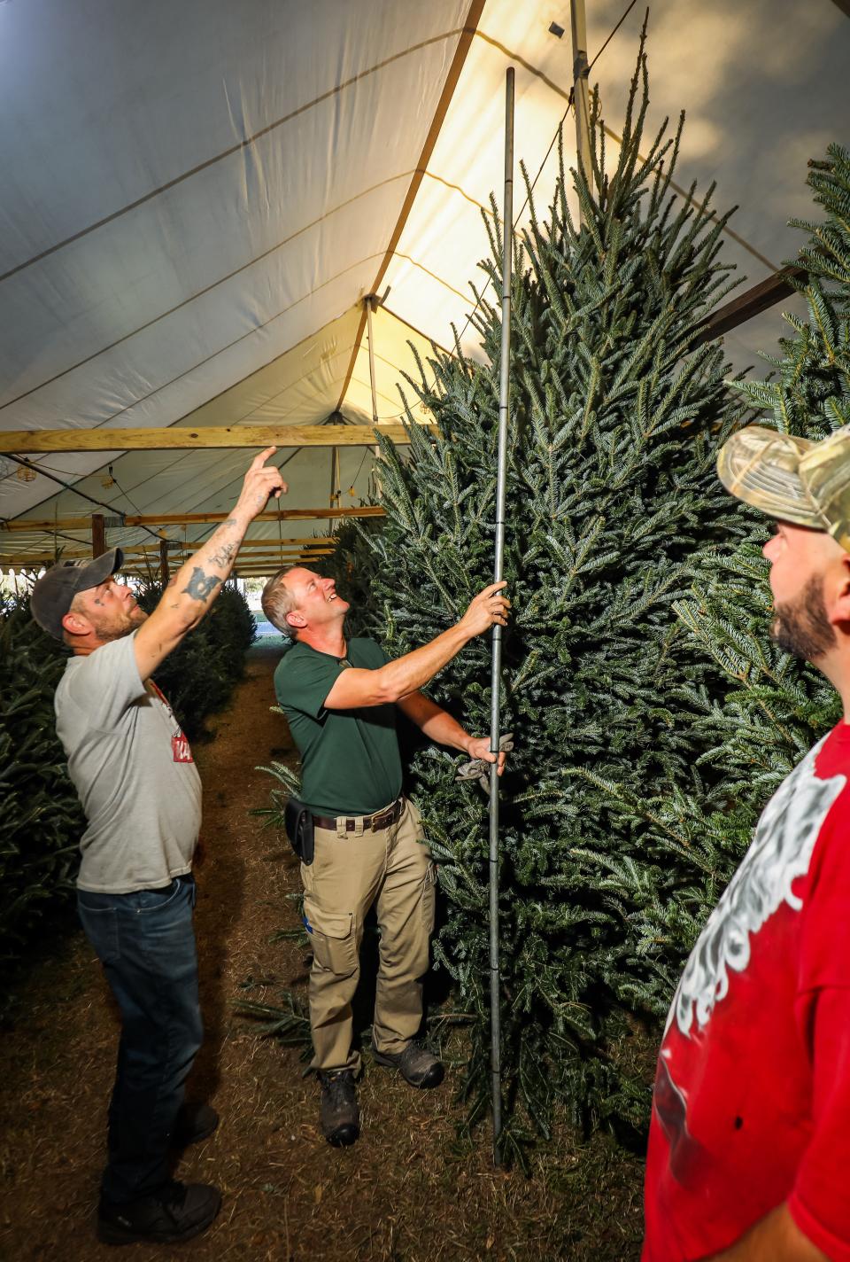 Jerry Eisenmenger II, left, points to the top of a 13-foot Christmas tree as his boss, Brad Helton, center, measures it on Dec. 1 at The Christmas Tree Guy stand in southwest Ocala.