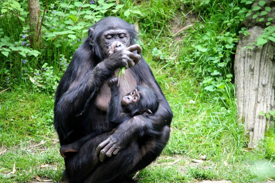 Bonobos