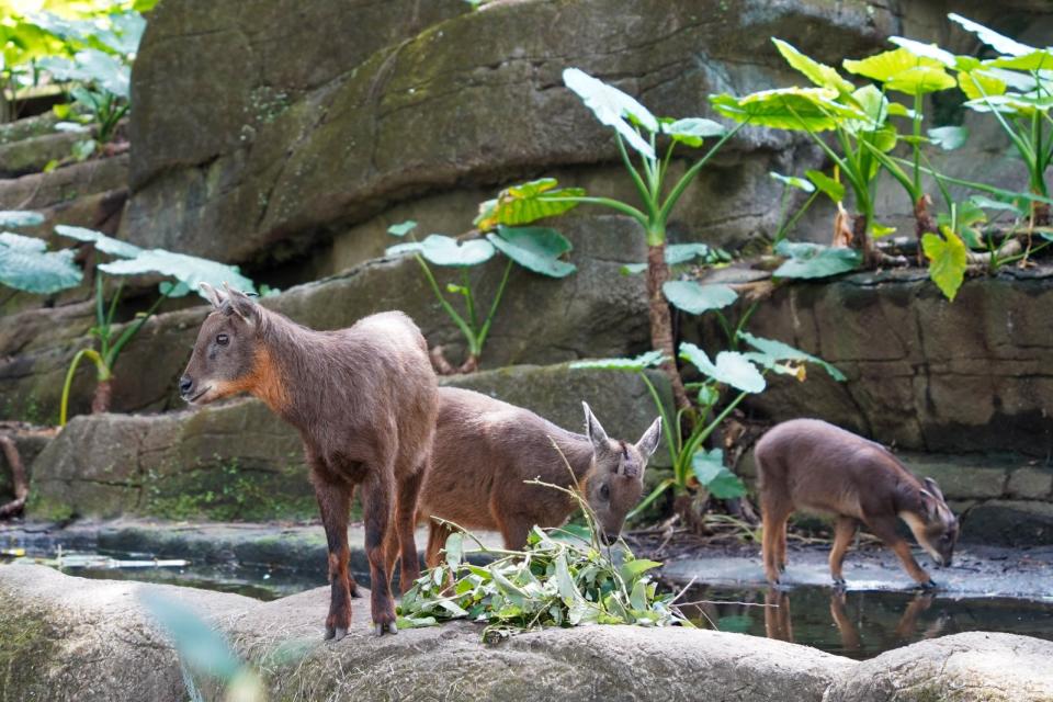 野山羊皮蛋獲救後入住台北市立動物園，成為山羊薇薇、薇寶新同伴。台北市立動物園提供