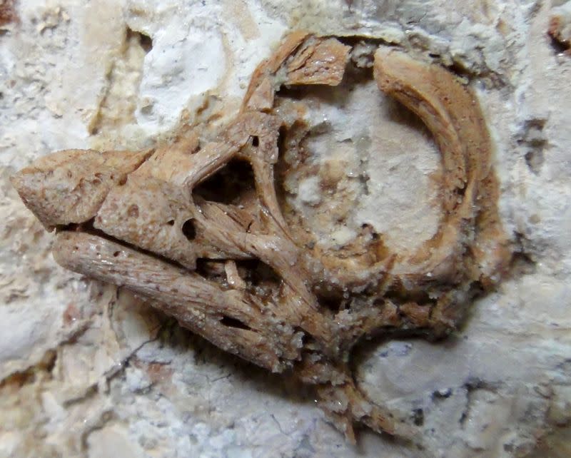 Well-preserved embryonic skull fossil unearthed in the Patagonian region of Argentina of a Cretaceous Period dinosaur from the group called titanosaurs