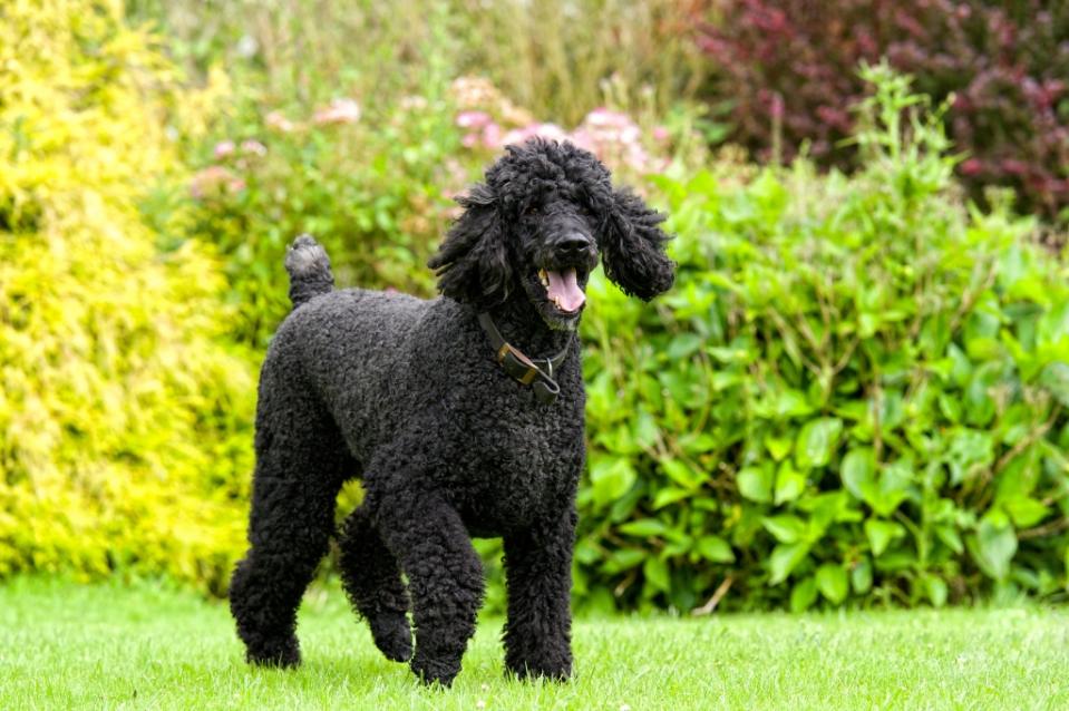 standard poodle