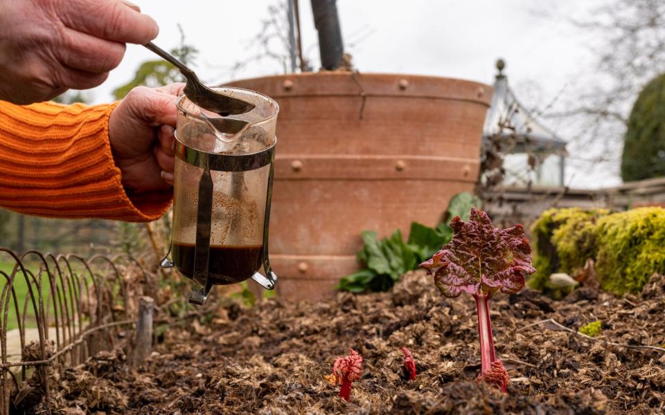 Writer Bunny spreading coffee grounds around her plants - Andrew Crowley 