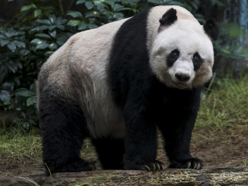 panda