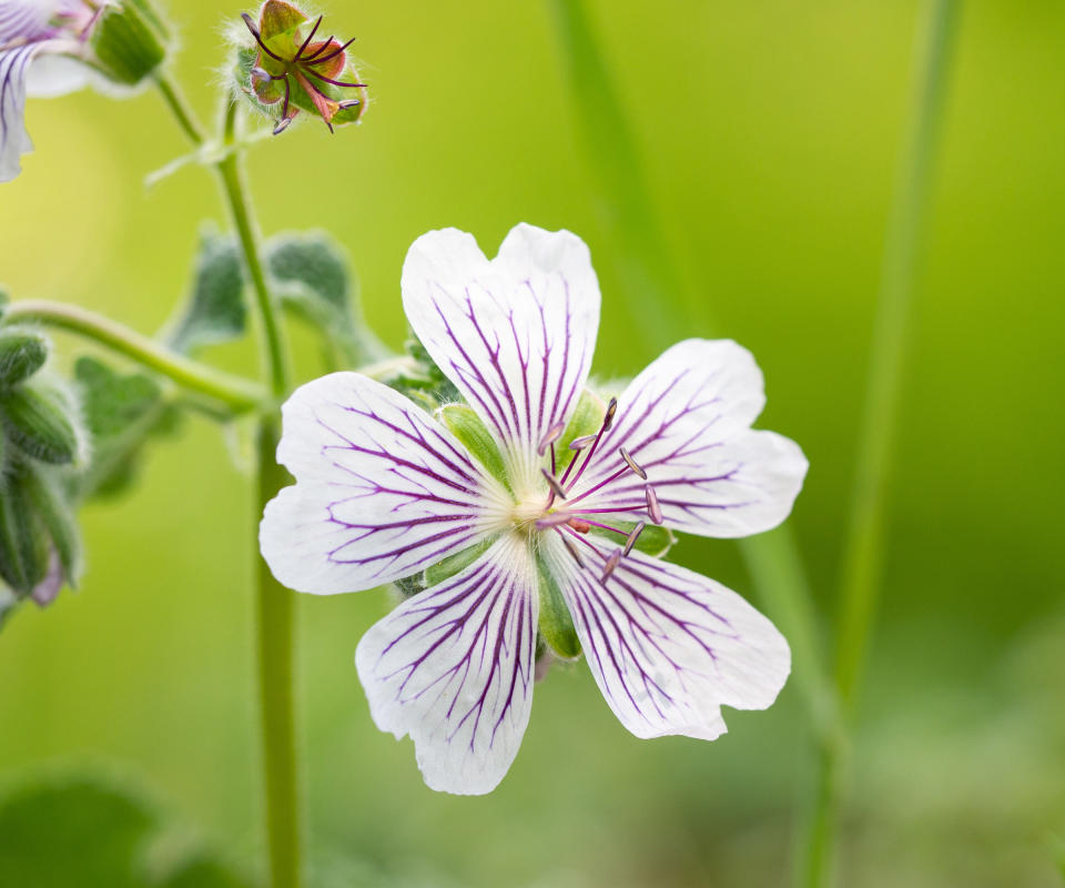 hardy geraniums Geranium Renardii flowering in summer