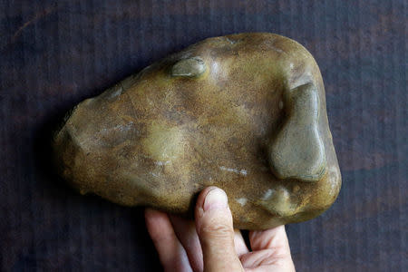 Stone collector Luigi Lineri, 79, holds a stone collected and categorised by shape (a dog's head) at his home workshop in Zevio, near Verona, Italy, June 10, 2016. REUTERS/Alessandro Bianchi