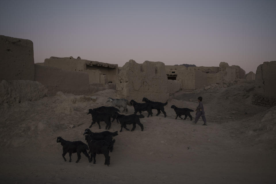 An Afghan boy walks his goats in Salar village, Wardak province, Afghanistan, Tuesday, Oct. 12, 2021. In urban centers, public discontent toward the Taliban is focused on threats to personal freedoms, including the rights of women. In Salar, these barely resonate. The ideological gap between the Taliban leadership and the rural conservative community is not wide. Many villagers supported the insurgency and celebrated the Aug. 15 fall of Kabul which consolidated Taliban control across the country. (AP Photo/Felipe Dana)