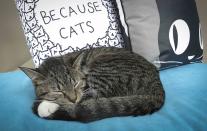 A cat sleeps on a cushion at the cat cafe in New York April 23, 2014. The cat cafe is a pop-up promotional cafe that features cats and beverages in the Bowery section of Manhattan.