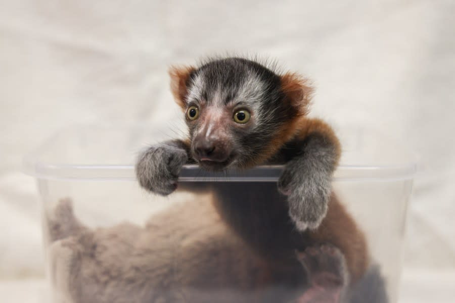 Helios (Courtesy: Nashville Zoo)