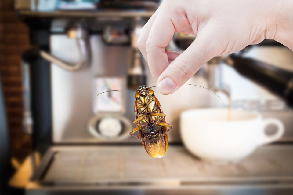 Unappetitlich: In gemahlenem Kaffee können auch Teile von Kakerlaken enthalten sein. (Symbolbild: Getty Images)